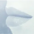Lips